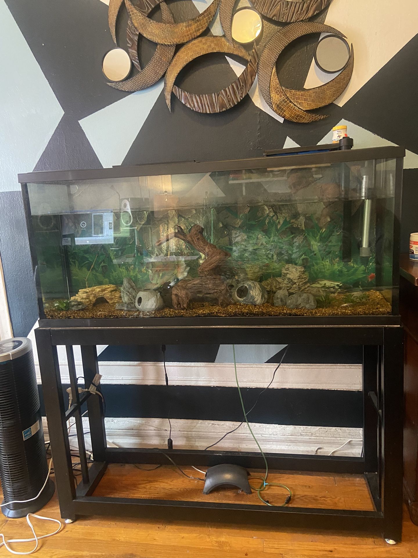 55 Gal Fish Tank Must Go