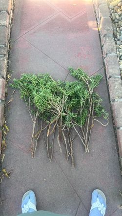 Succulents for planting.