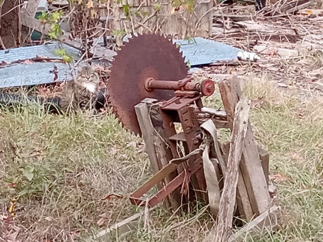 Buzz Saw