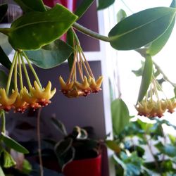 Hoya Cumingiana With Arch And In Ceramic Pot