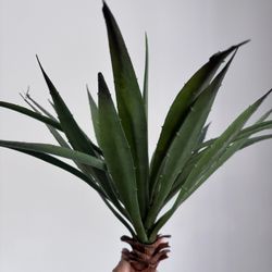 Artificial Succulent Bushes