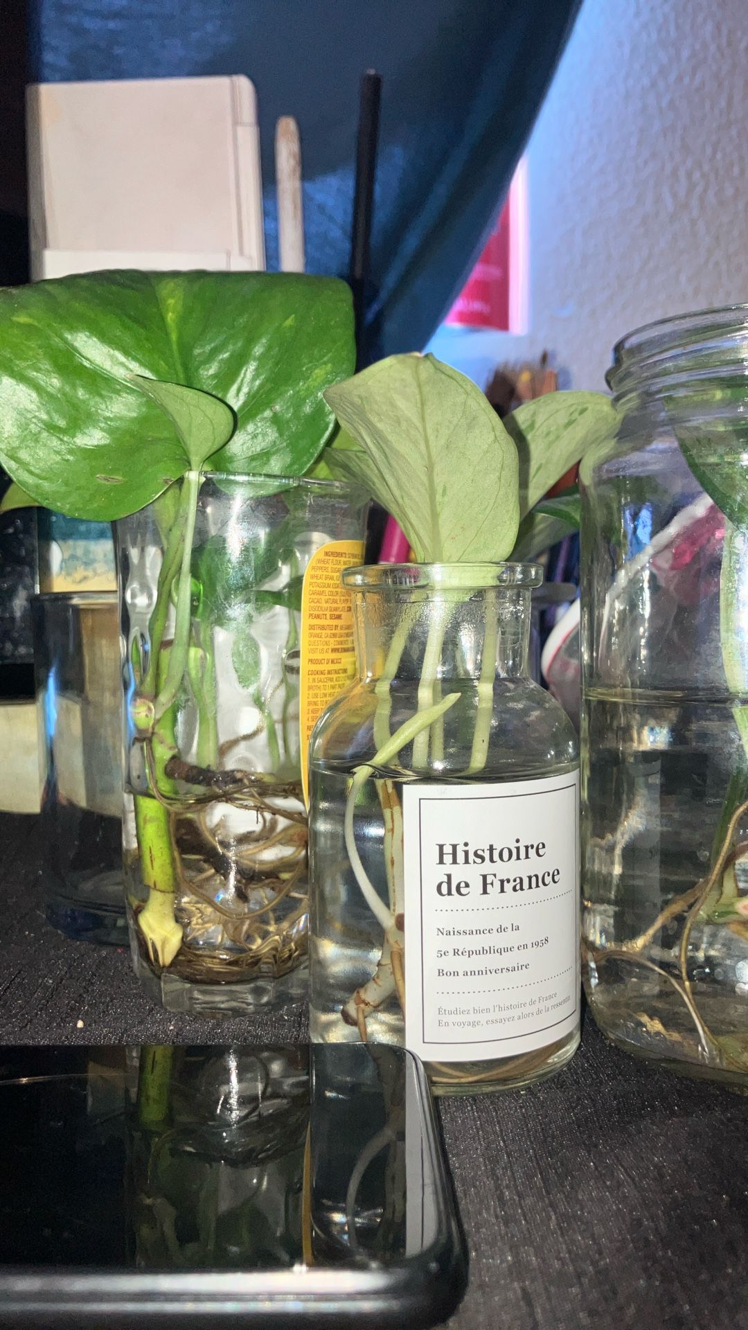 Vine Plant Pothos Plant