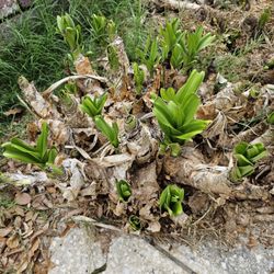 FREE. BULBS WITH PINK FLOWERS