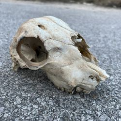 Coyote Skull