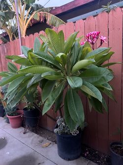 Potted Plumeria Plant with Pink Blooms