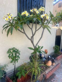 Planta de plumeria color blanco
