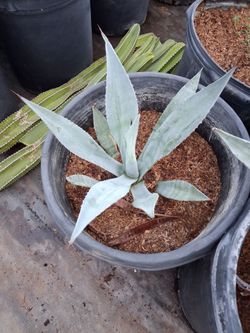 Agave 5& 15 gallon