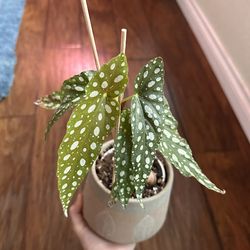 Plants (Potted and Propagations)