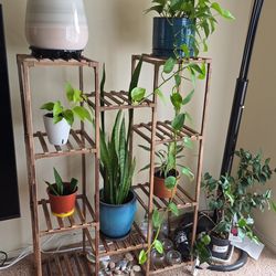 Indoor plants for sale