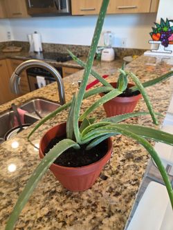 Aloe Vera Plants/sabila