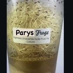 FRESHLY STARTED FLIGHTLESS HYDEI FRUIT FLY CULTURE 