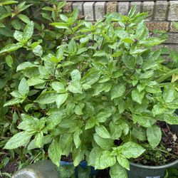Large  Sweet Basil