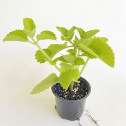 Cuban Oregano, Live Edible Houseplant 