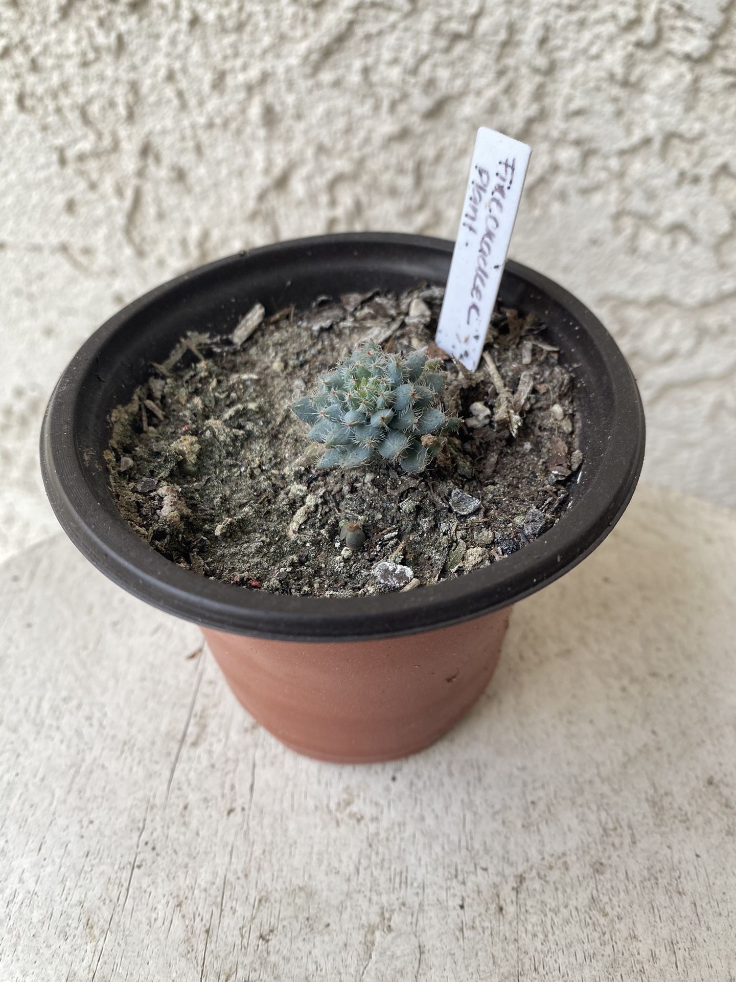 3 Inch Pot Succulent Plant - Echeveria Setosa - Firecracker Plant - Rooted & Established - Drought Resistant 🪴