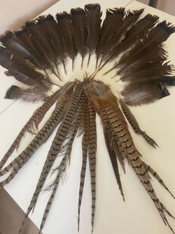 Wild Turkey Feathers