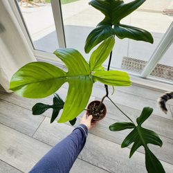 Philodendron Florida Green House Plant