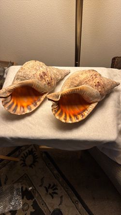 Large Natural Shells