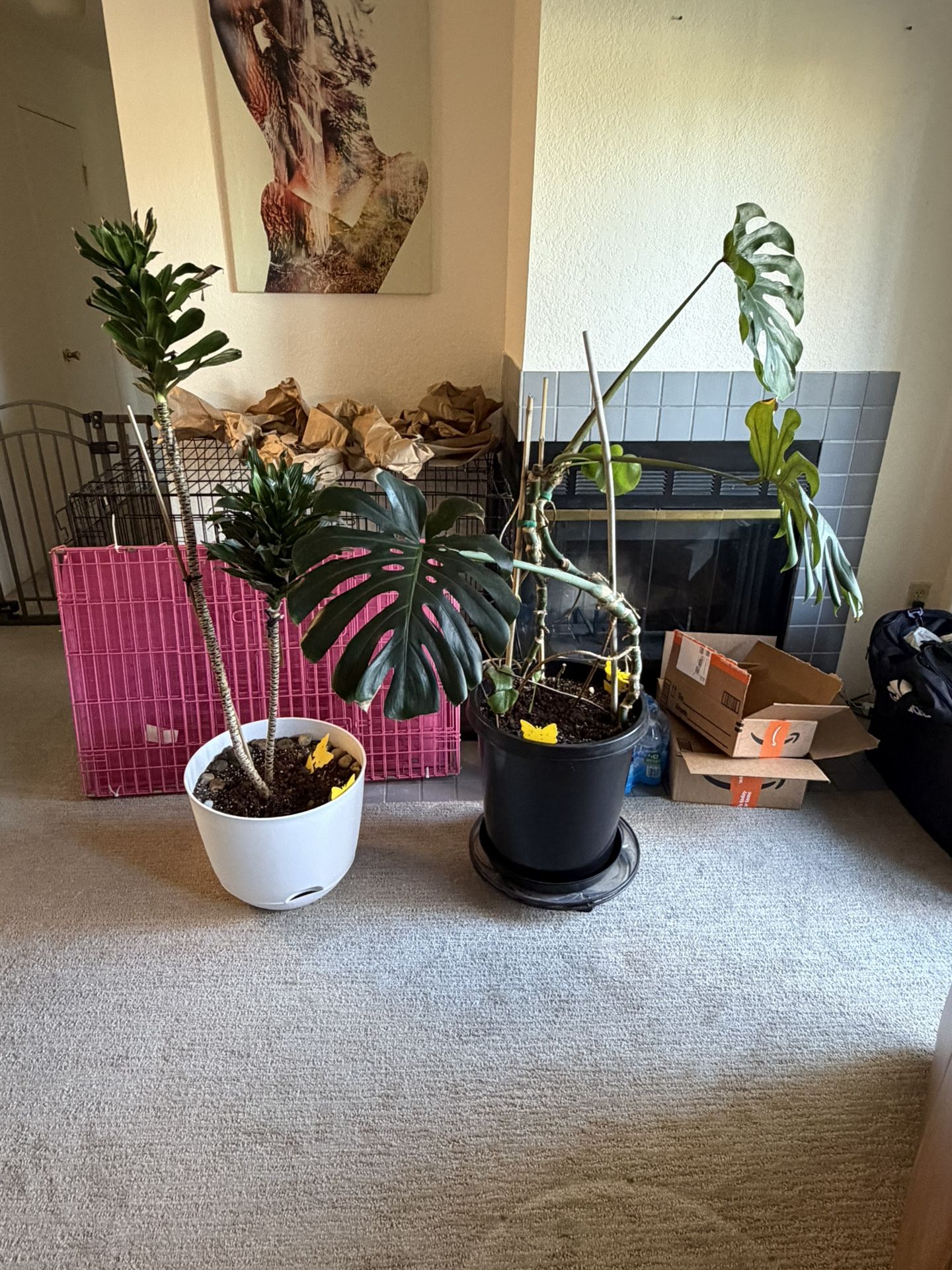 Two Large Indoor Plants w/ Pots – Monstera & Dracaena