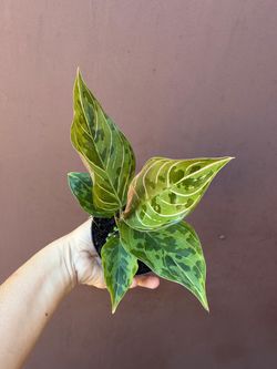 4” aglaonema red army