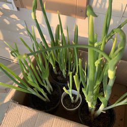 Green Onion Plants