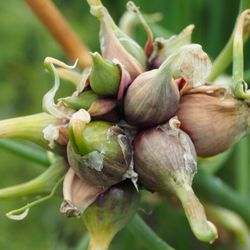 Egyptian Walking Tree Onion Bulbs
