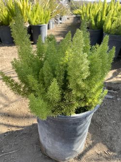5 Gallon Foxtail Fern 