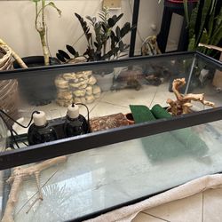 Bearded Dragon Tank And Decorations (Free!)
