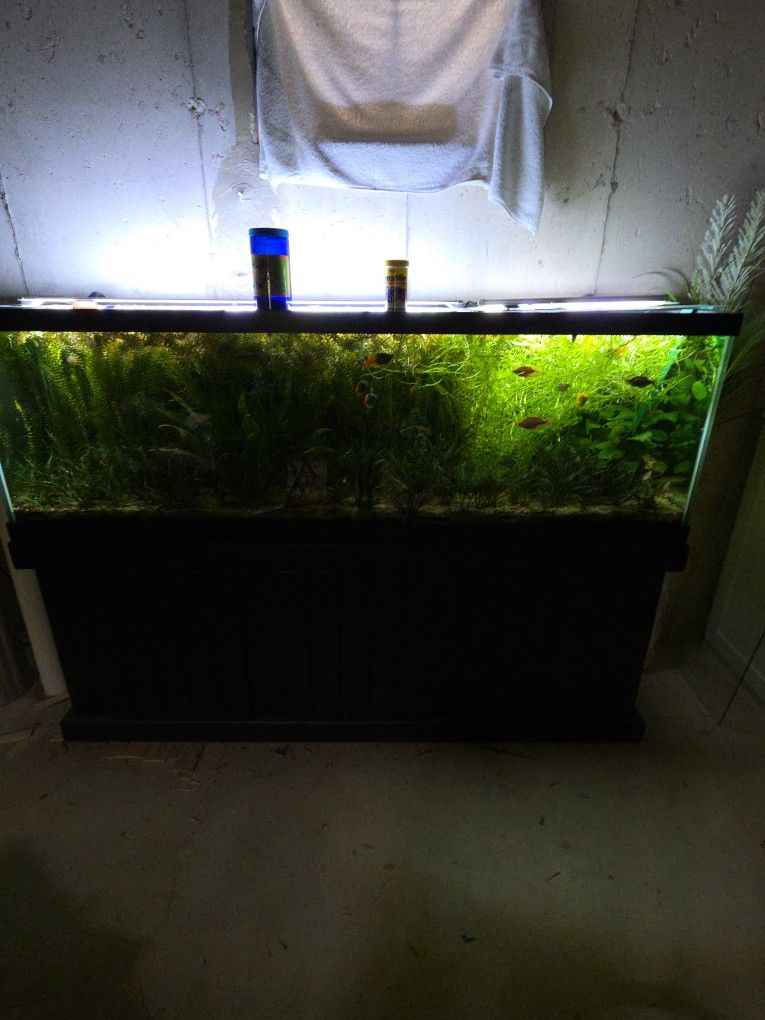 Rotala Indica 1$ Stem