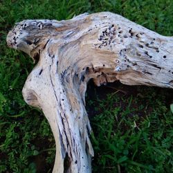 Driftwood For Aquariums Terrariums Decor 