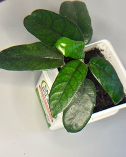 PRICE REDUCED Hoya Globulosa