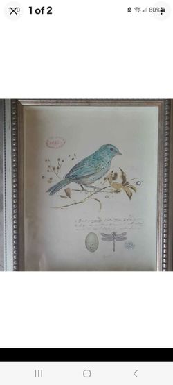 Chad Barrett Framed Bird Print with Egg & Dragonfly, Portrait Naturalism