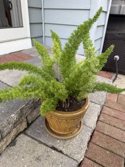 Fox Tail Fern Plant In Ceramic Pot