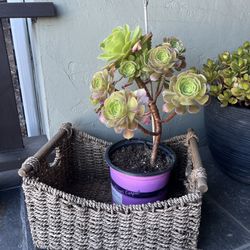 Plant With Basket 