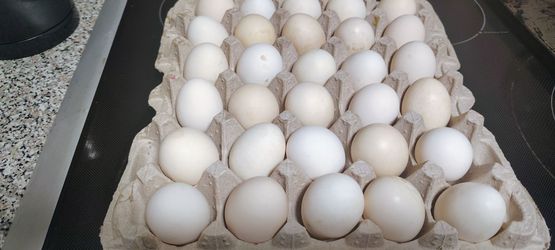 Huevos frescos