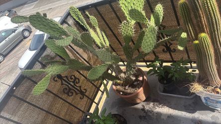 Nopal Pads (Read Description)