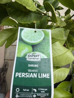 Persian Lime Tree 🍋🟩