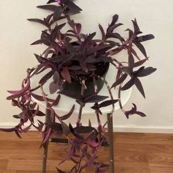 Purple Heart Wandering Plants 