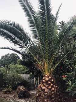 Canary Island Date Palm  You Come Dig Out ! 