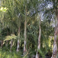 queen palm tree 24’’