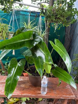 Plants indoors