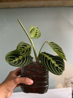 Maranta lemon