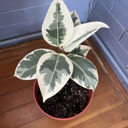 Ficus Elastica Tineke (rubber Tree)