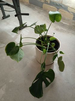 Monstero plant in 3 gallon decorative white pot
