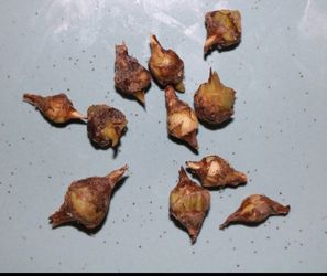 Alocasia Polly Corms – Fresh Harvest (6 Available)