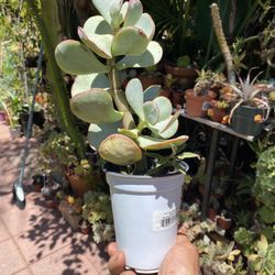 Sliver Jade Pigs Ear Succulent 