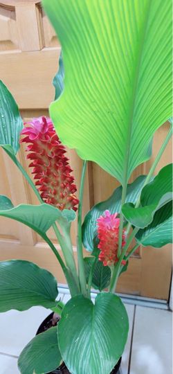 Blooming Curcuma Plants