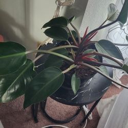 Philodendron Congo 
