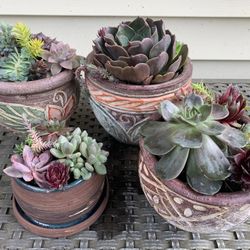 Mother’s day Gifts - Unique  succulent arrangements In Colorful planter Pots