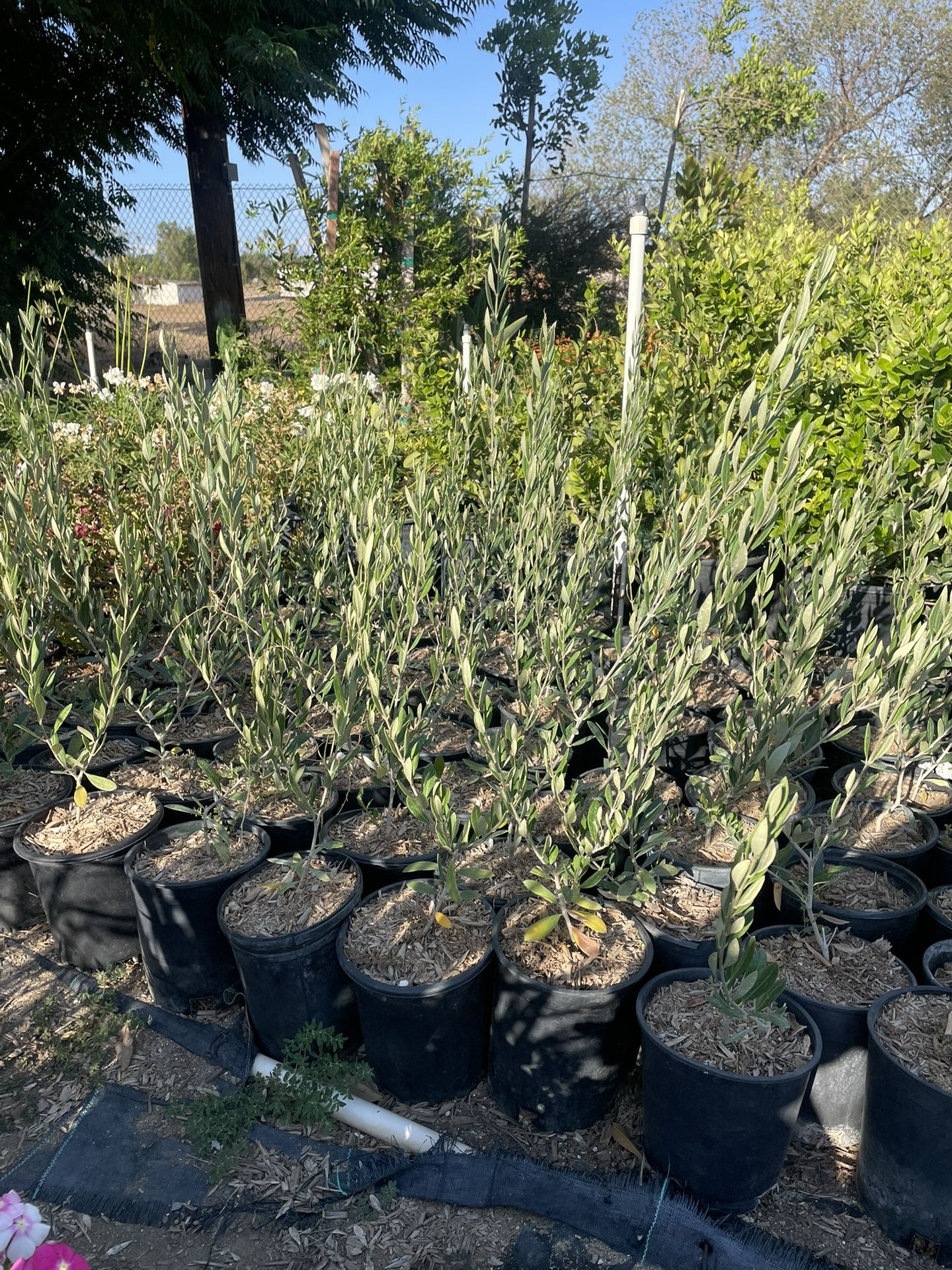 Olive Trees 5 Gallons