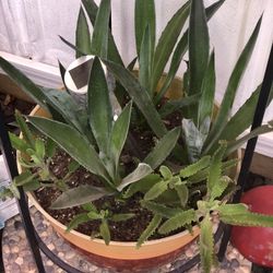 Agave americana - Century Plant